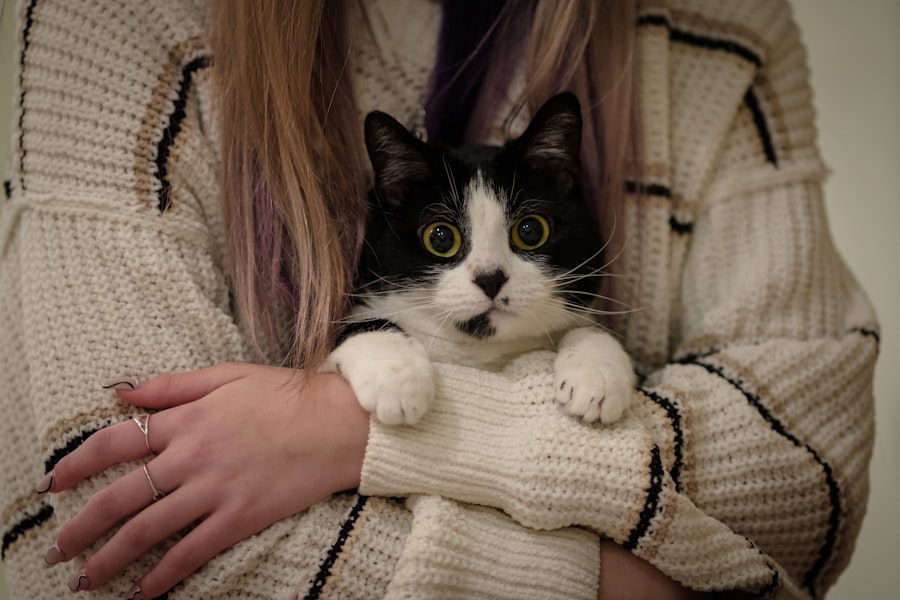 Chat noir et blanc tenu tendrement dans les bras de sa propriétaire à la maison