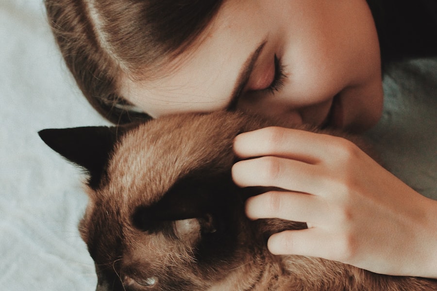 Chat siamois calme le soir