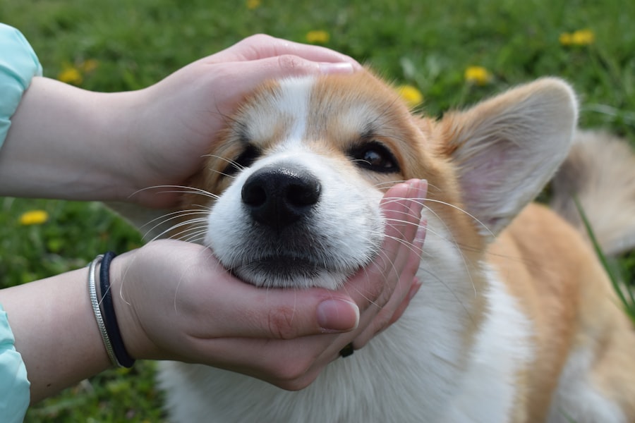 Corgi heureux avec son propriétaire à la maison