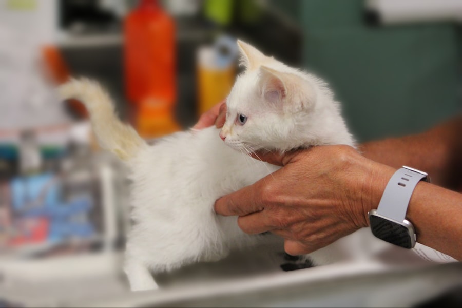 Petit chaton blanc tenu délicatement