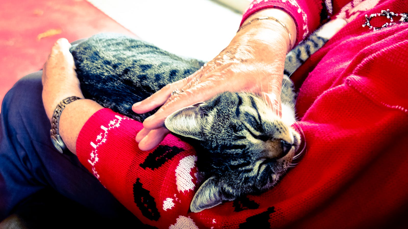 Chat âgé blotti sur les genoux de sa personne