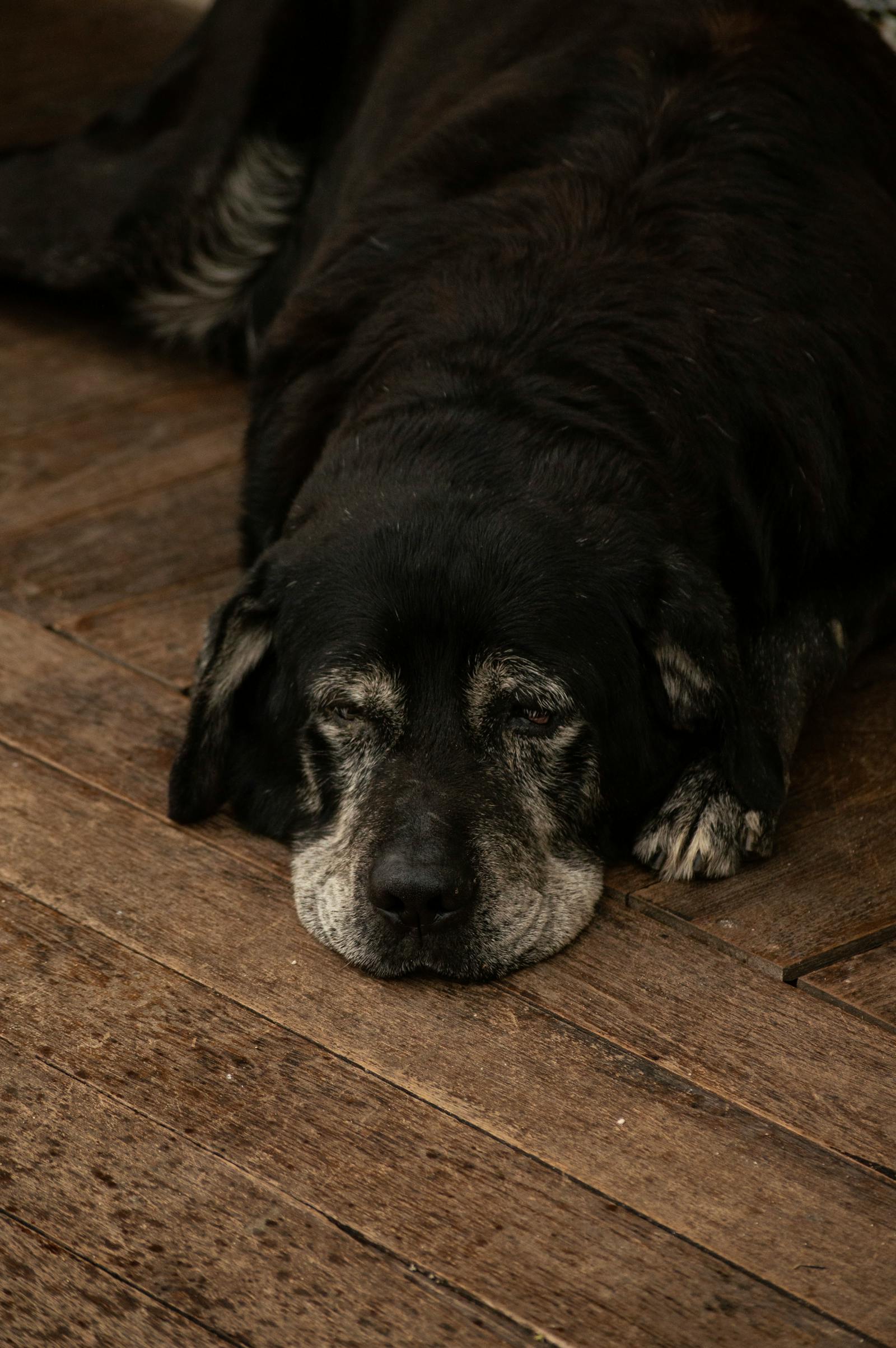 Chien âgé au museau gris reposant paisiblement