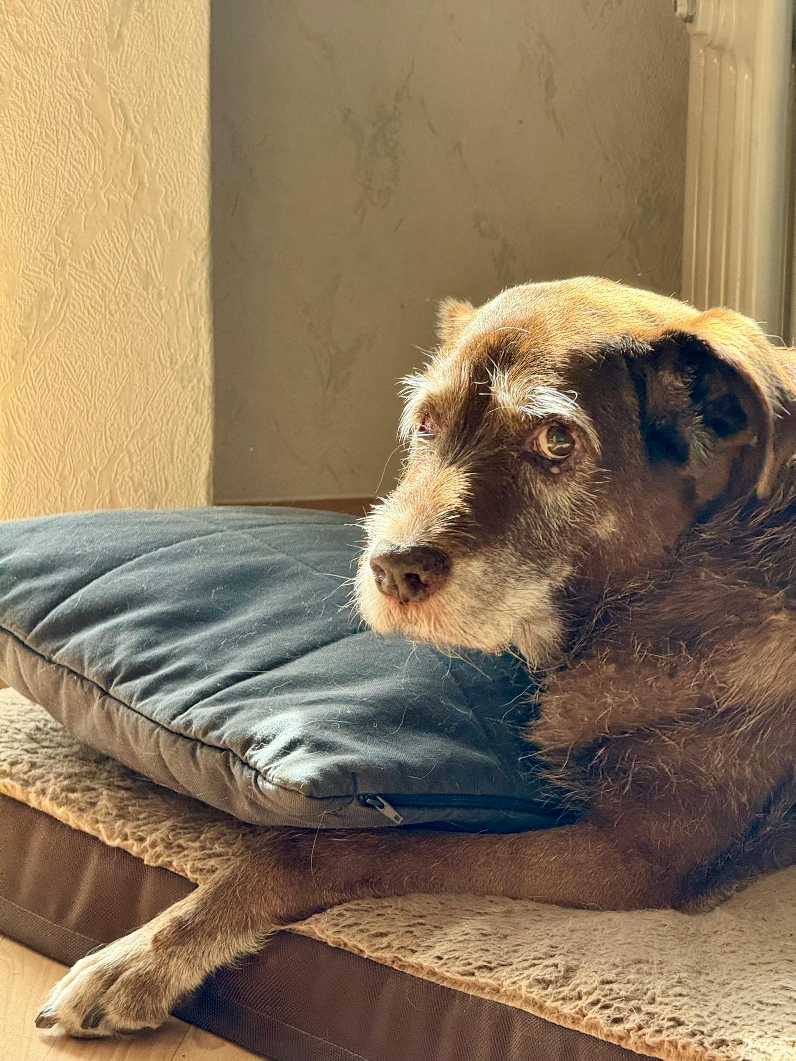 Chien sénior couché sur son coussin au soleil
